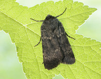 73.341 BF2104 Northern Rustic Standfussiana lucernea