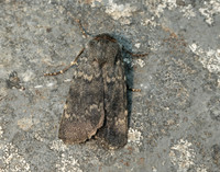 73.341 BF2104 Northern Rustic Standfussiana lucernea