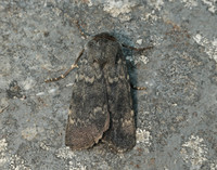 73.341 BF2104 Northern Rustic Standfussiana lucernea