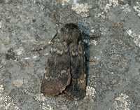 73.341 BF2104 Northern Rustic Standfussiana lucernea