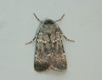 73.341 BF2104 Northern Rustic Standfussiana lucernea