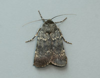 73.341 BF2104 Northern Rustic Standfussiana lucernea