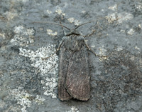 73.341 BF2104 Northern Rustic Standfussiana lucernea