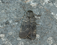 73.341 BF2104 Northern Rustic Standfussiana lucernea