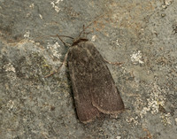73.341 BF2104 Northern Rustic Standfussiana lucernea