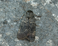73.341 BF2104 Northern Rustic Standfussiana lucernea
