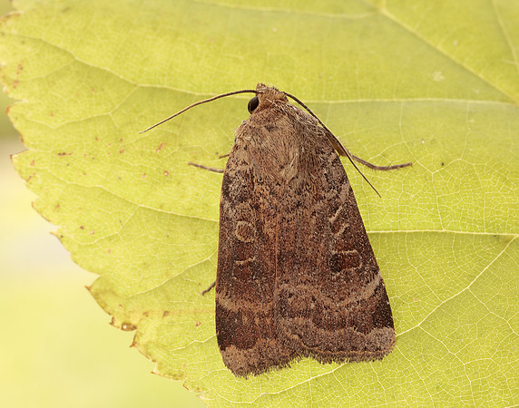 73.345 BF2109 Lesser Yellow Underwing Noctua comes