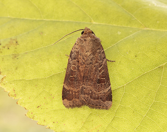 73.345 BF2109 Lesser Yellow Underwing Noctua comes