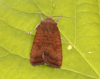 73.346 BF2112 Least Yellow Underwing Noctua interjecta