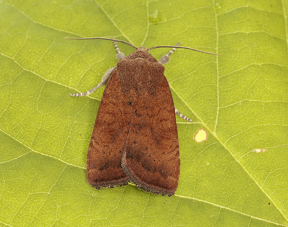 73.346 BF2112 Least Yellow Underwing Noctua interjecta