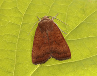 73.346 BF2112 Least Yellow Underwing Noctua interjecta