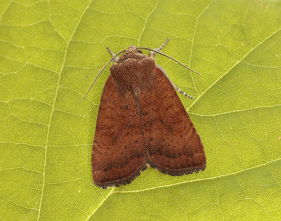 73.346 BF2112 Least Yellow Underwing Noctua interjecta
