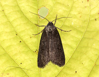73.351 BF2114 Double Dart Graphiphora augur