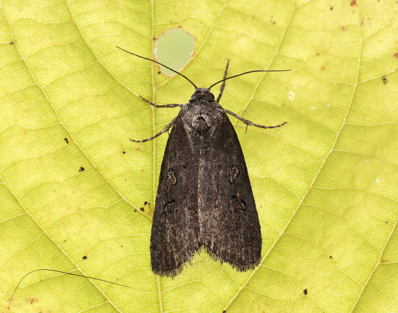 73.351 BF2114 Double Dart Graphiphora augur