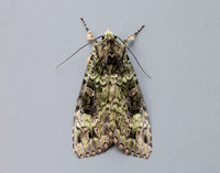 73.352 BF2138 Green Arches Anaplectoides prasina