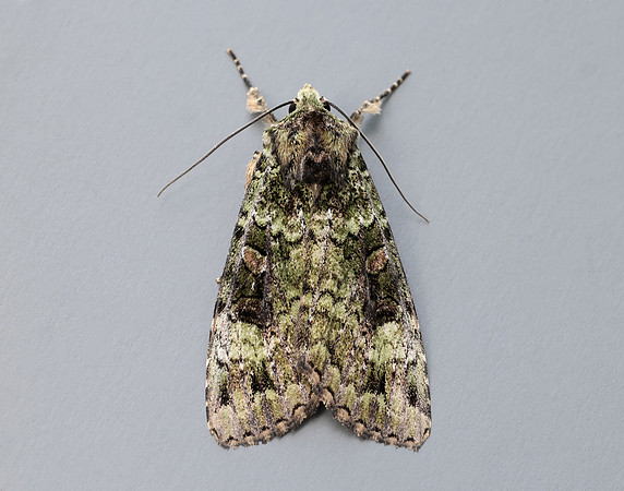 73.352 BF2138 Green Arches Anaplectoides prasina