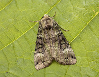 73.352 BF2138 Green Arches Anaplectoides prasina