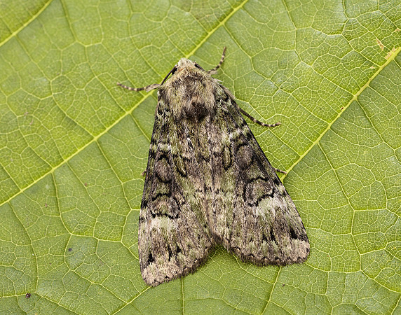 73.352 BF2138 Green Arches Anaplectoides prasina