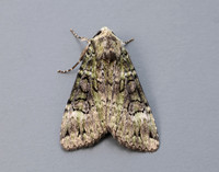 73.352 BF2138 Green Arches Anaplectoides prasina