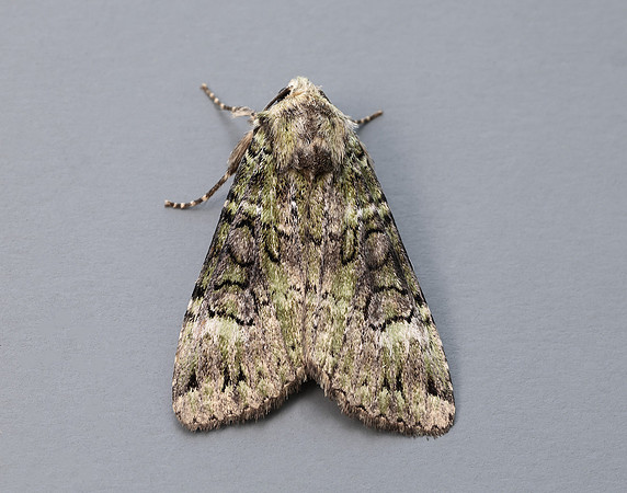 73.352 BF2138 Green Arches Anaplectoides prasina