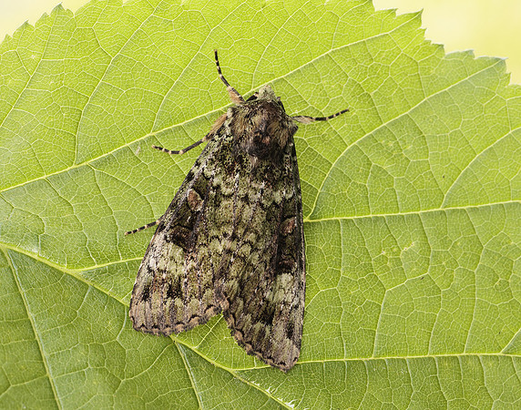 73.352 BF2138 Green Arches Anaplectoides prasina