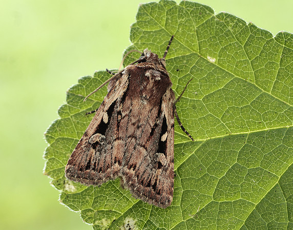 73.356 BF2135 Heath Rustic Xestia agathina