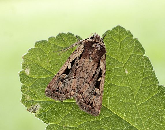 73.356 BF2135 Heath Rustic Xestia agathina