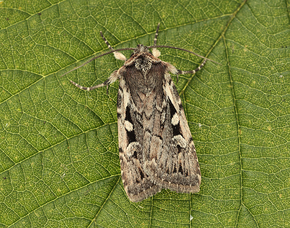 73.356 BF2135 Heath Rustic Xestia agathina