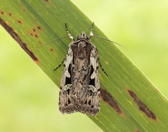 73.356 BF2135 Heath Rustic Xestia agathina