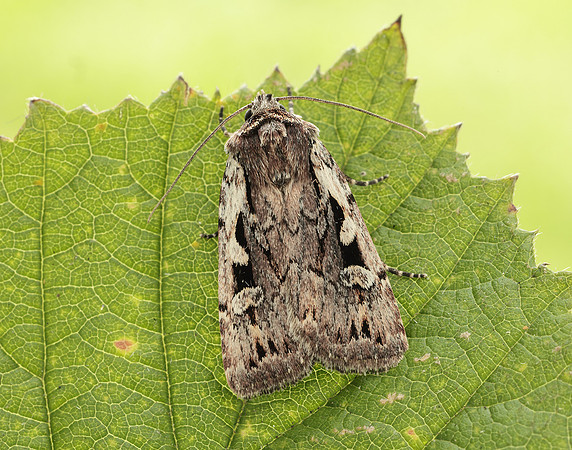 73.356 BF2135 Heath Rustic Xestia agathina