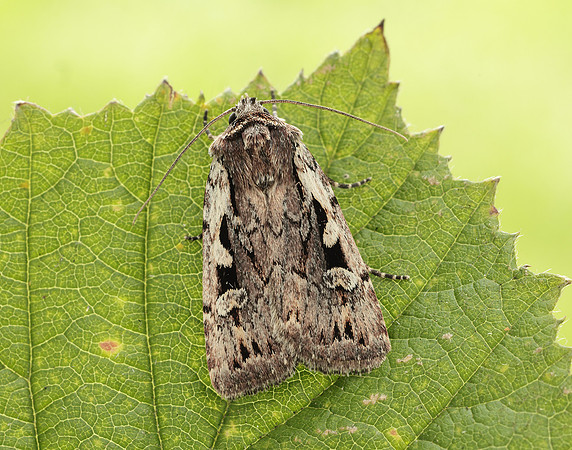 73.356 BF2135 Heath Rustic Xestia agathina
