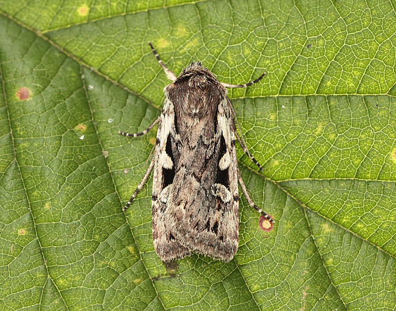 73.356 BF2135 Heath Rustic Xestia agathina