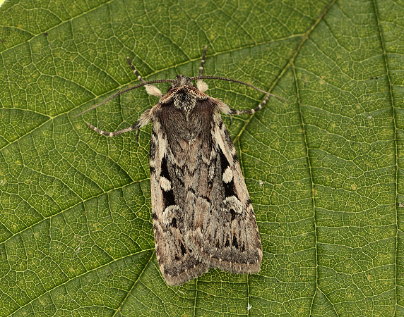 73.356 BF2135 Heath Rustic Xestia agathina