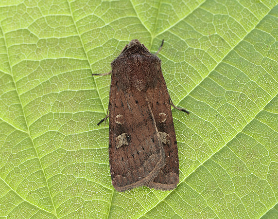 73.357 BF2134 Square-spot Rustic Xestia xanthographa