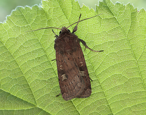 73.357 BF2134 Square-spot Rustic Xestia xanthographa