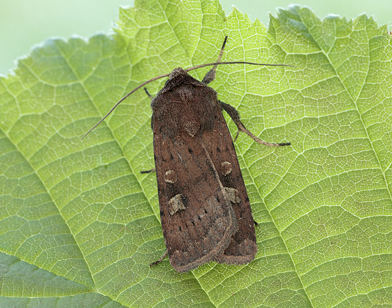 73.357 BF2134 Square-spot Rustic Xestia xanthographa