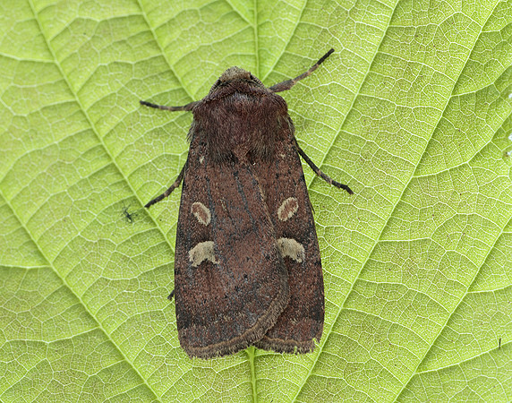 73.357 BF2134 Square-spot Rustic Xestia xanthographa