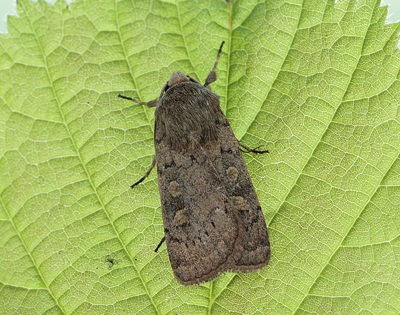73.357 BF2134 Square-spot Rustic Xestia xanthographa