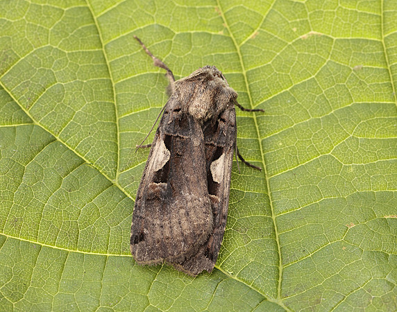 73.359 BF2126 Setaceous Hebrew Character Xestia c-nigrum