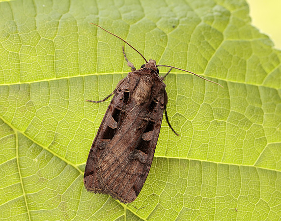 73.360 BF2127 Triple-spotted Clay Xestia ditrapezium