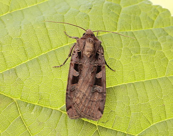 73.360 BF2127 Triple-spotted Clay Xestia ditrapezium
