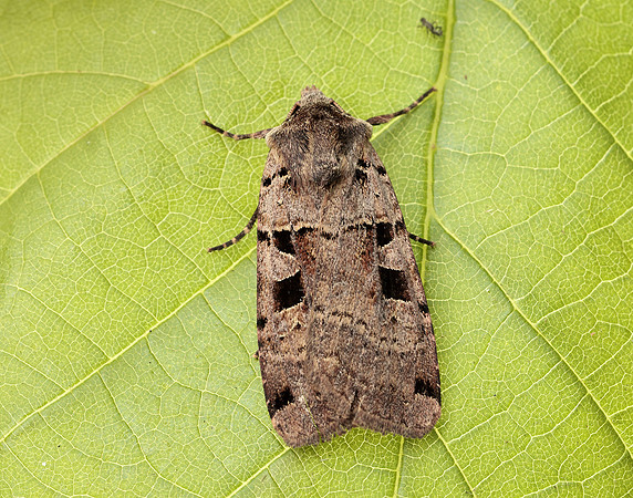 73.361 BF2128 Double Square-spot Xestia triangulum