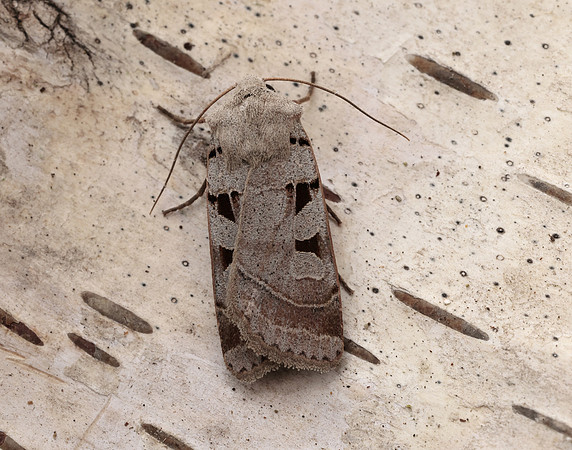 73.365 BF2117 Autumnal Rustic Eugnorisma glareosa