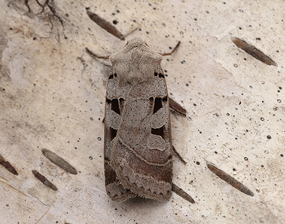 73.365 BF2117 Autumnal Rustic Eugnorisma glareosa