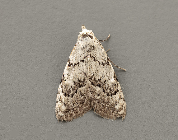 74.004 BF2078 Least Black Arches Nola confusalis