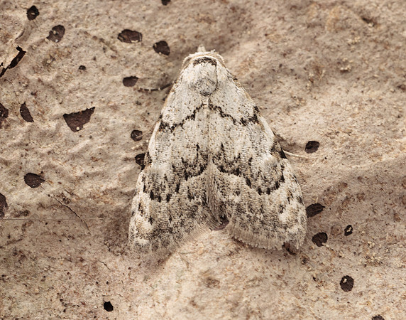 74.004 BF2078 Least Black Arches Nola confusalis