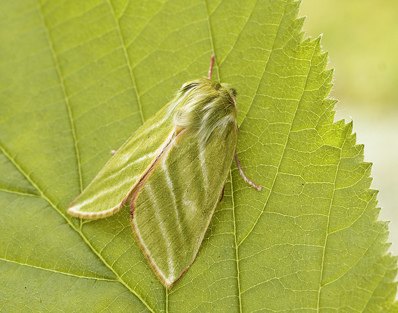 74.008 BF2422 Green Silver-lines Pseudoips prasinana