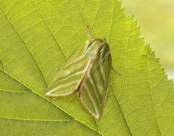 74.008 BF2422 Green Silver-lines Pseudoips prasinana
