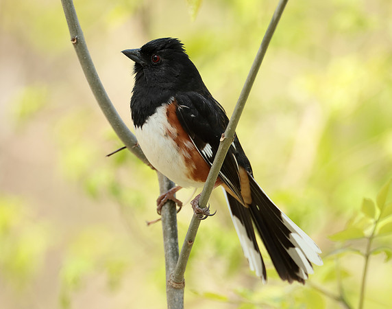 Eastern Towhee Pipilo erythrophthalmus