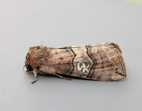 65.010 BF1654 Figure of Eighty Tethea ocularis